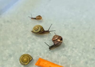 Unser Schneckenprojekt im Kindergarten Maienweg