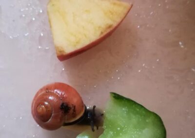 Unser Schneckenprojekt im Kindergarten Maienweg