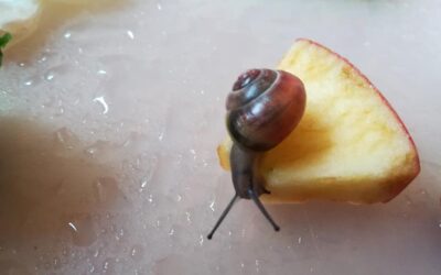 Unser Schnecken Projekt