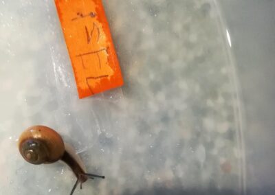 Unser Schneckenprojekt im Kindergarten Maienweg